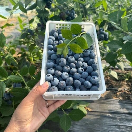 当季新鲜高山花香蓝莓桶装现摘