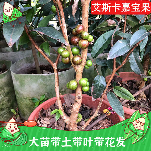 艾斯卡嘉宝果树带土四季常绿带花