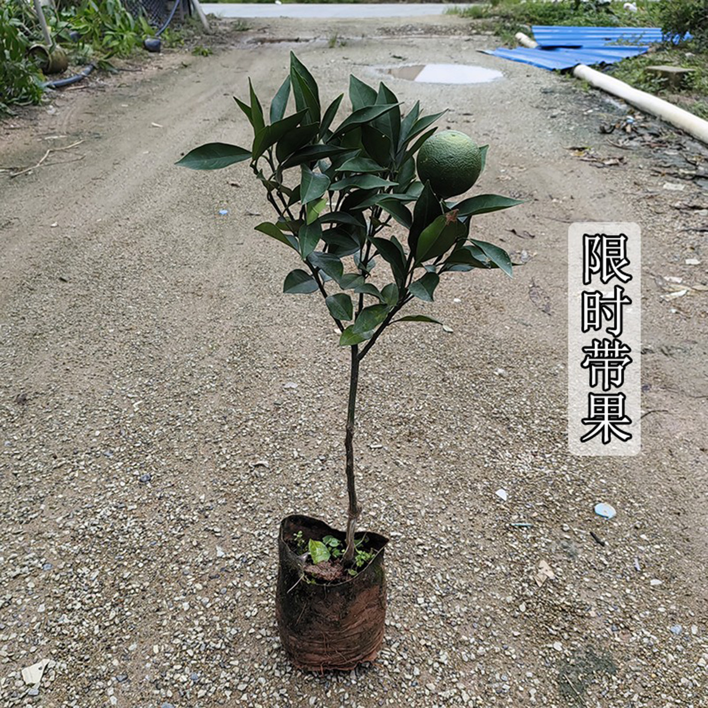 橙子树苗带果嫁接冰糖橙