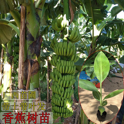 香蕉苗树苗矮化蕉威廉斯B6高产中蕉9号香蕉树南方果树苗带土矮化
