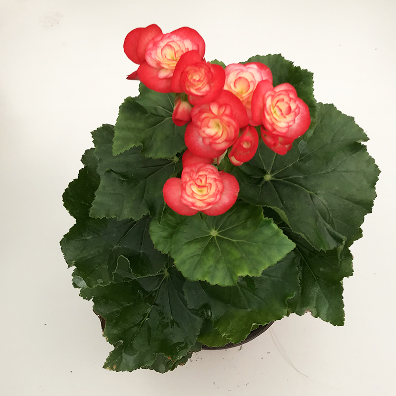 7号盆栽花卉 丽格海棠 玫瑰海棠四季海棠重瓣带花发货包邮四季开