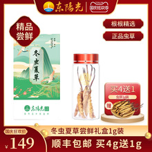 虫草干货1克尝鲜礼盒装 东阳光冬虫夏草 无断草 冻干锁鲜正品 5根
