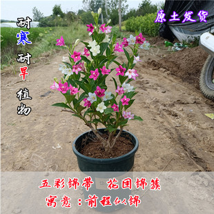 五彩锦带花树苗盆栽七彩耐寒旱别墅树苗庭院花叶红王子花苗风景树