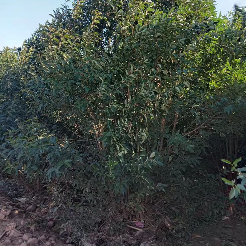 园林绿化苗木丛生大叶女贞 丛生高杆女贞大树苗庭院种植