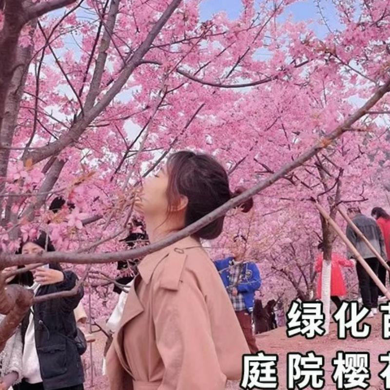 树苗嫁接日本晚樱早重瓣