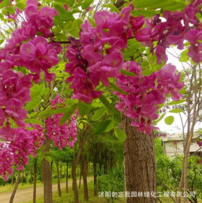 基地香花槐 园林绿化红花槐树苗嫁接 观赏造景植物毛洋槐刺槐