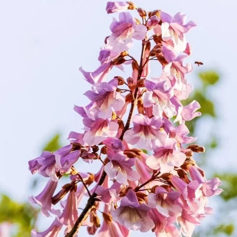 紫花泡桐树苗 速生树苗梧桐树开花梧桐绿化苗木占地庭院绿化