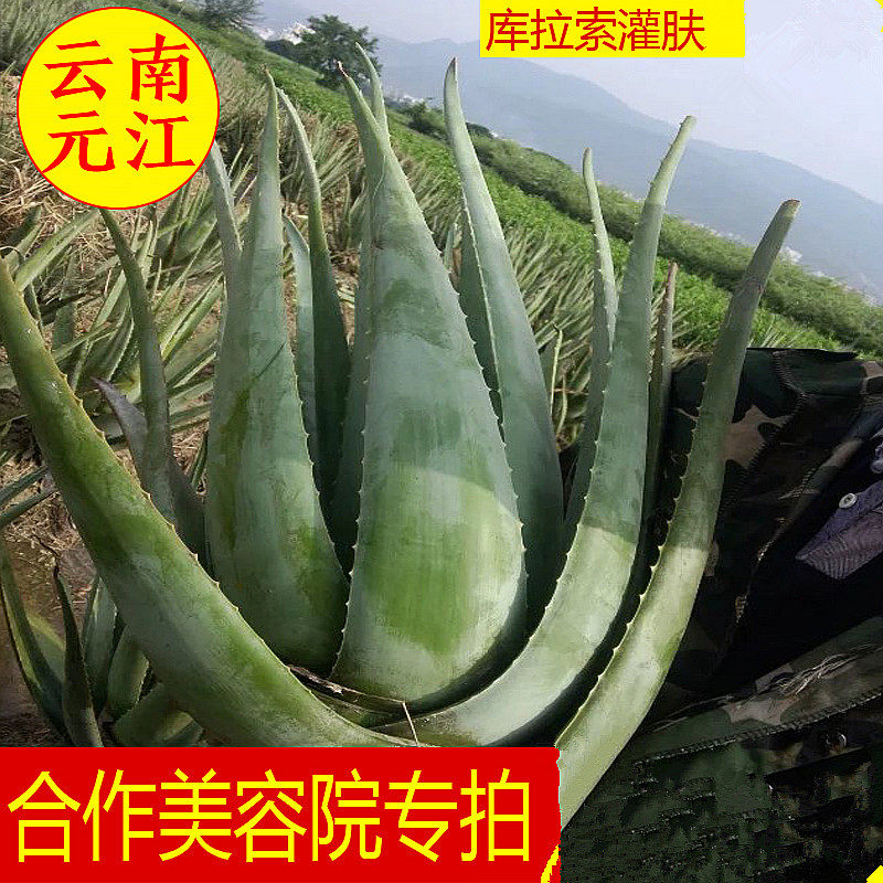 库拉索芦荟盆栽室内植物新鲜大叶片美容院灌肤专用可食用叶子包邮