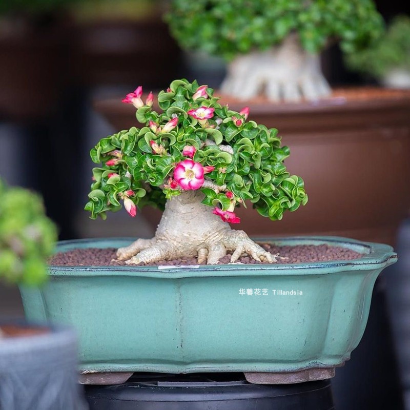 沙漠玫瑰羊角Adenium obesum迷你卷叶沙玫多肉块根盆景植物易养活