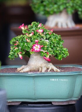 沙漠玫瑰羊角Adenium obesum迷你卷叶沙玫多肉块根盆景植物易养活