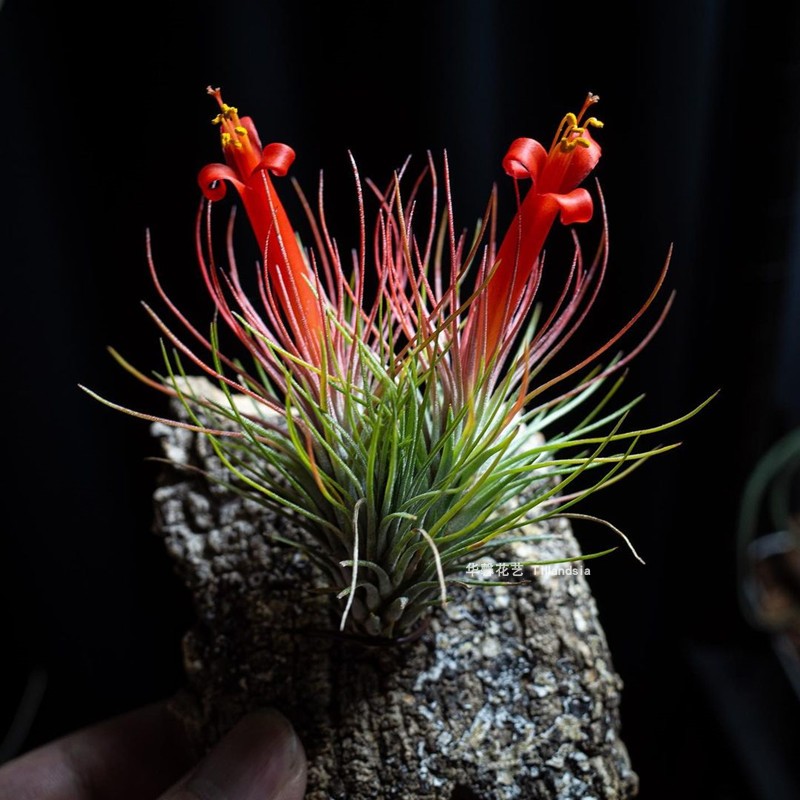 空气凤梨红宝石狐狸尾巴