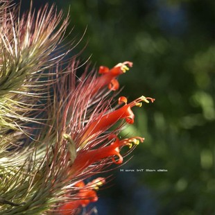 空气凤梨狐狸尾巴Tillandsia.funckiana无土植物室内阳台绿植花卉