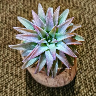 hyningii 空气凤梨橙万汉Tillandsia van junbo植物 ionantha