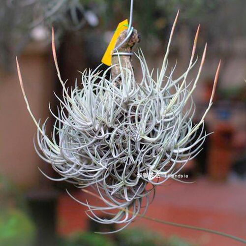 空气凤梨鸡爪Tillandsia glabrior无土植物室内阳台景观绿植花卉