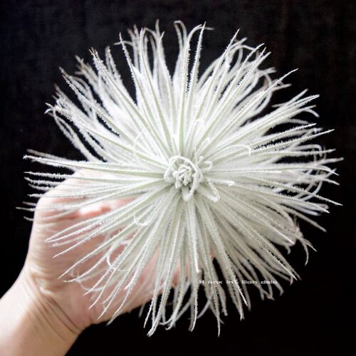 空气凤梨鸡毛掸子Tillandsia tectorum无土植物室内阳台绿植花卉