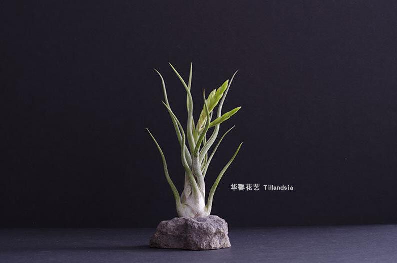 空气凤梨美杜莎Tillandsia Caput-Medusae无土植物室内绿植花卉
