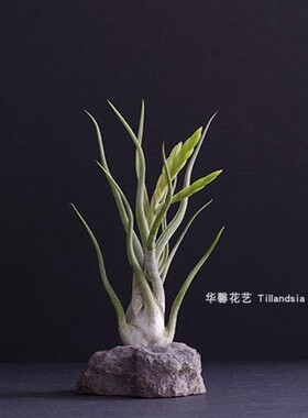空气凤梨美杜莎Tillandsia Caput-Medusae无土植物室内绿植花卉