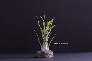 空气凤梨美杜莎Tillandsia.Caput Medusae无土植物室内绿植花卉