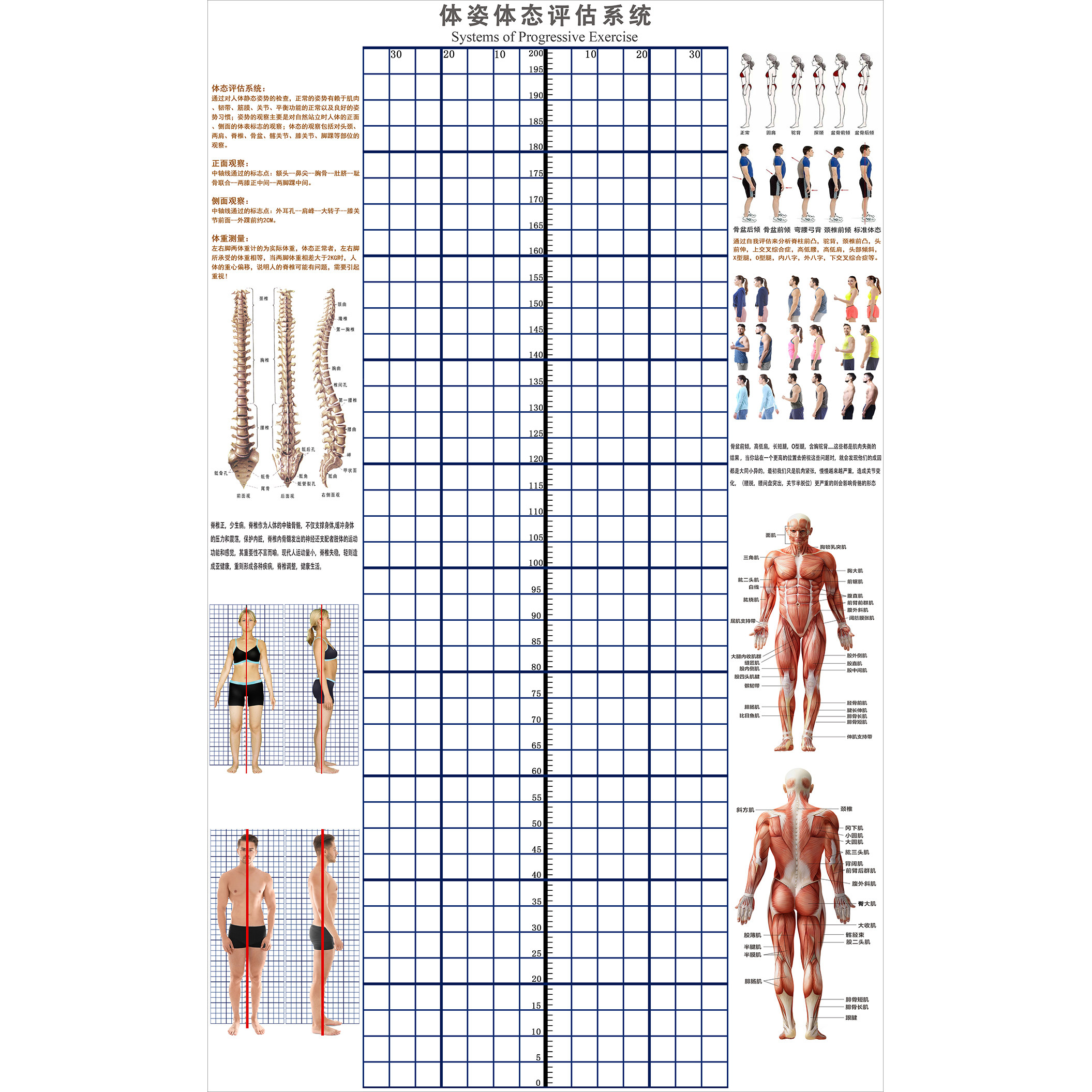 体态评估图健身房体测表瑜伽私教站姿形体脊椎修复身体装饰