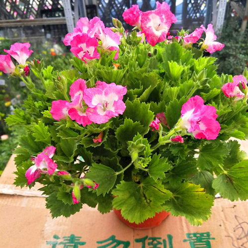进口重瓣垂吊室外大花天竺葵包邮