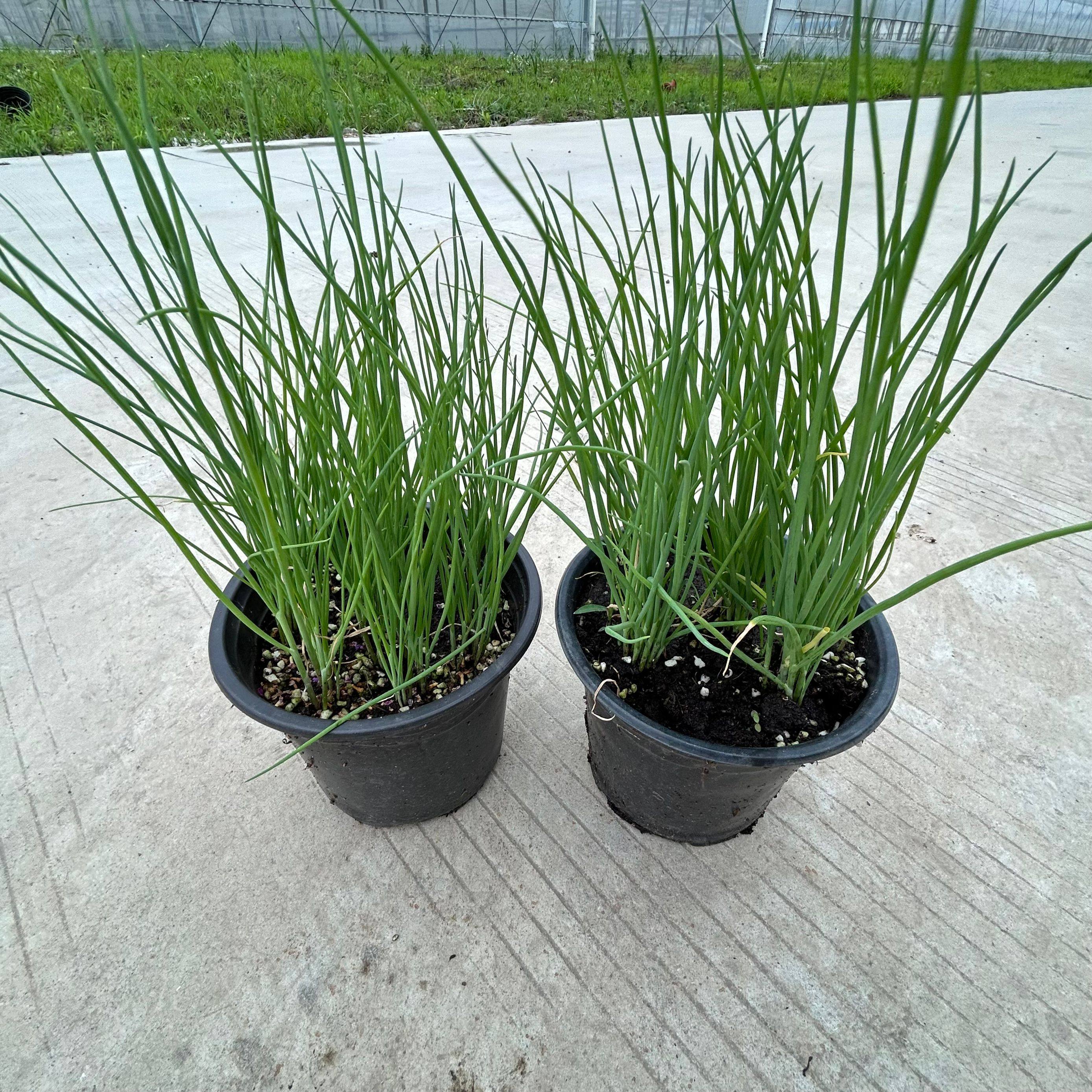 食用小香葱一盆多课四季好养植苗盆栽蔬菜冬季农家阳台包邮