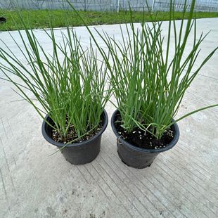食用小香葱一盆多课四季好养植苗盆栽蔬菜冬季农家阳台包邮