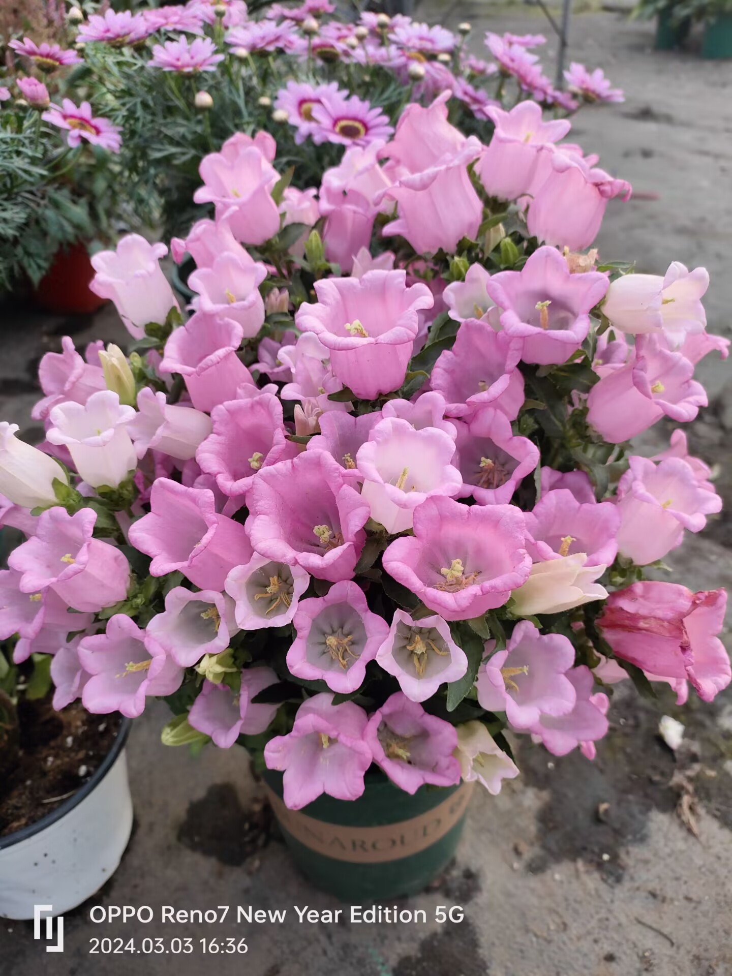 大花风铃草盆栽阳台庭院植物四季