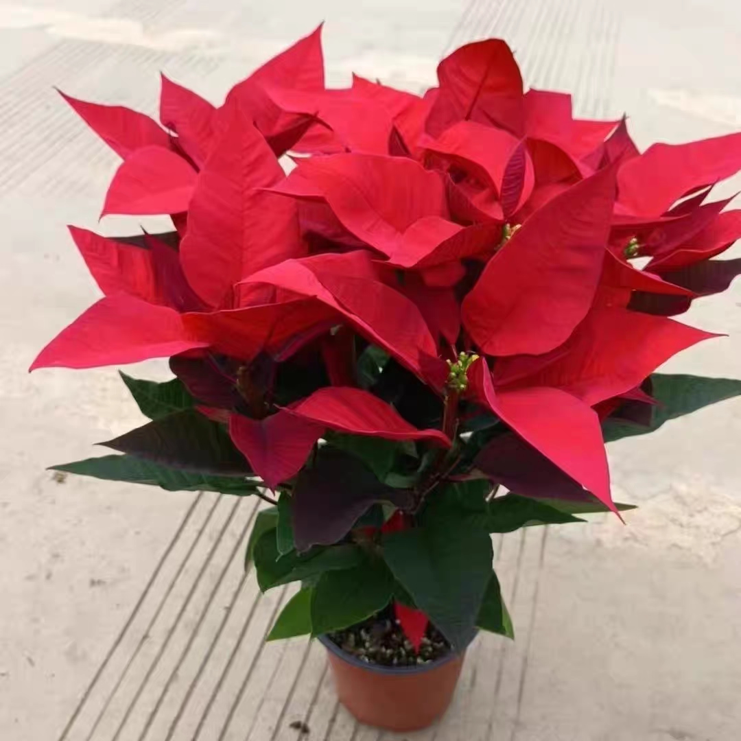 一品红盆栽花卉真鲜花植物四季开花客厅阳台好养绿植圣诞花年宵花图片