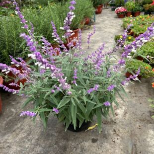 墨西哥鼠尾草宿根多年生筋骨紫叶榨浆草易种活基地直发四季花包邮