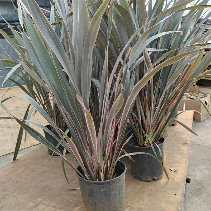 花景新西兰亚麻棕色澳洲朱蕉观叶盆栽庭院花园花植耐热寒热.包邮