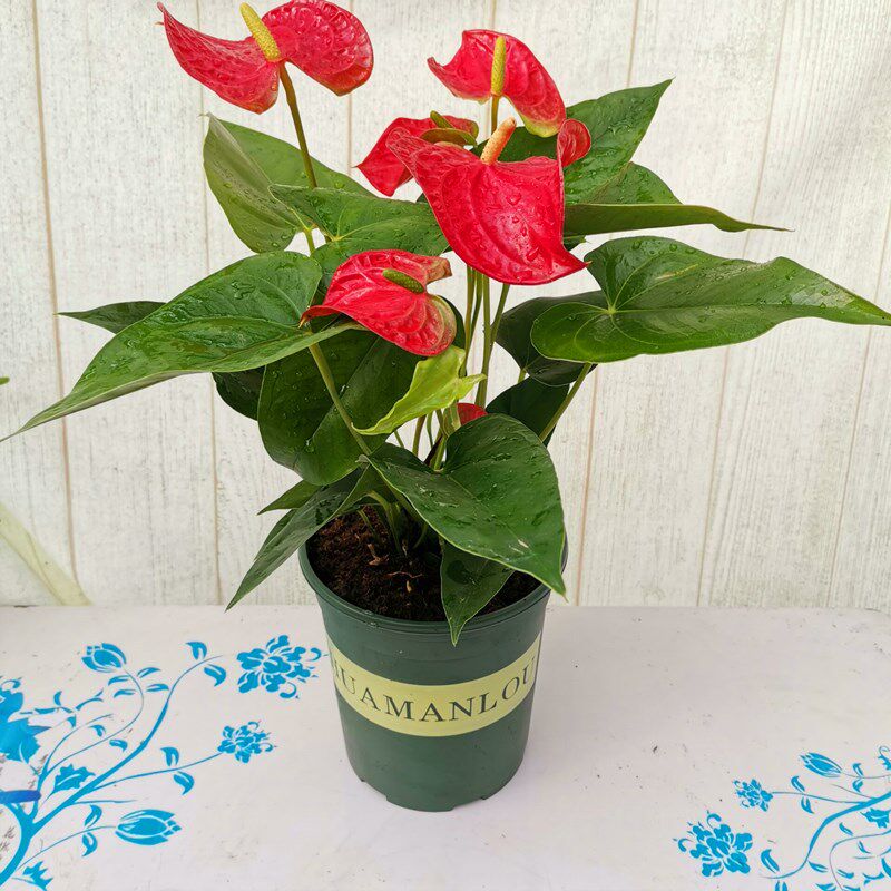 红掌盆栽粉掌水培土培观花植物室内桌面阳台绿植四季花卉好养耐旱