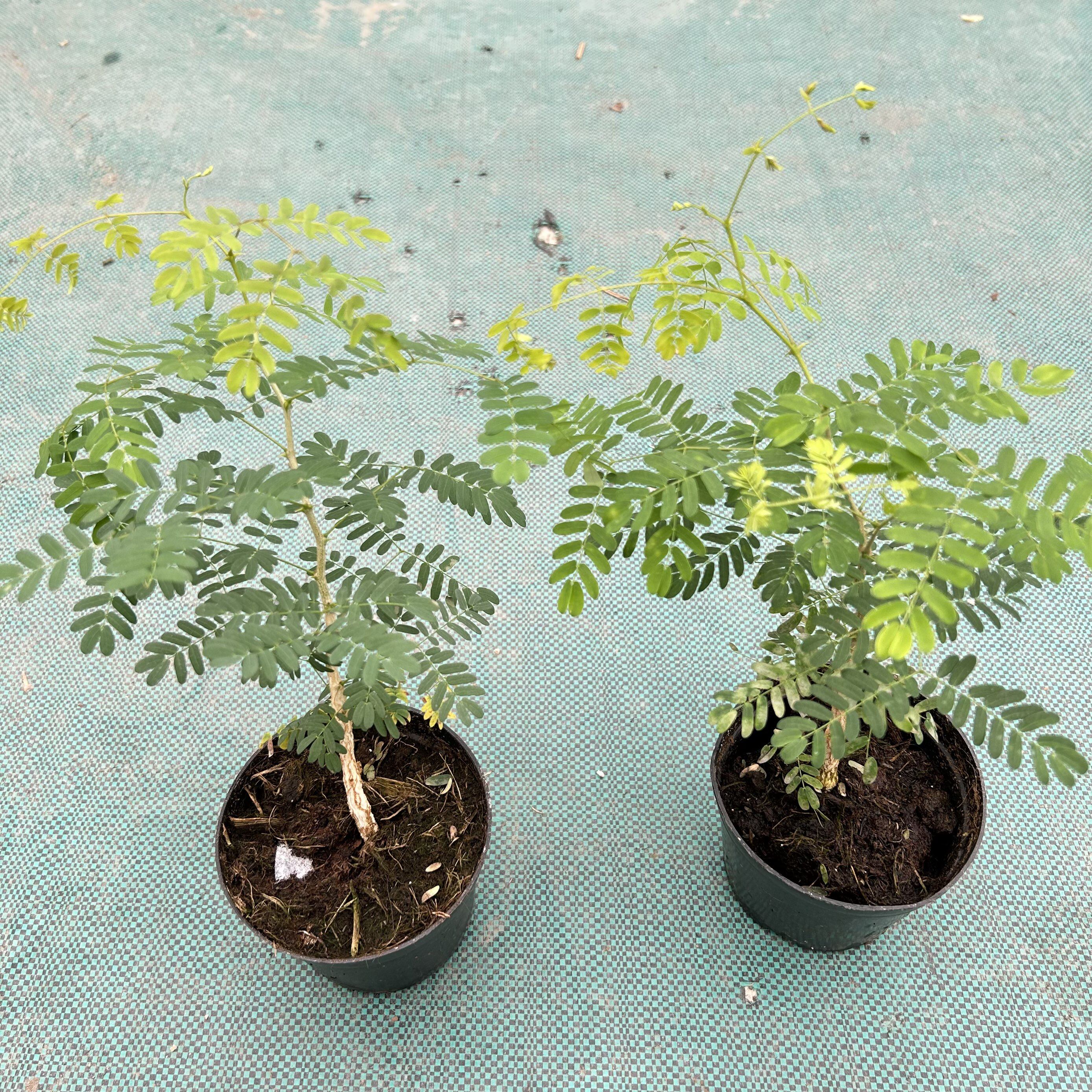 黑刺猴树块根植物盆栽绿植密叶猴耳环室内外花卉叶子会闭合金合欢