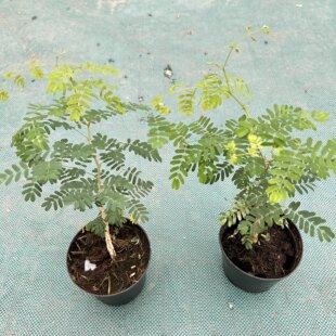 黑刺猴树块根植物盆栽绿植密叶猴耳环室内外花卉叶子会闭合金合欢