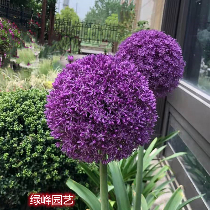 荷兰进口大花葱耐寒热植物庭院地栽盆栽多年生好养包邮