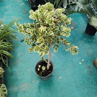 进口·花叶三角榕锦心叶榕牛奶榕爱心榕心形叶片室内外北欧风包邮