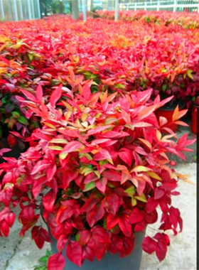 南天竹秋冬季红如火焰又名火焰盆栽包活耐寒热不落叶包邮花园庭院