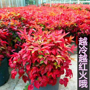 南天竹秋冬季红如火焰又名火焰盆栽包活耐寒热不落叶包邮花园庭院