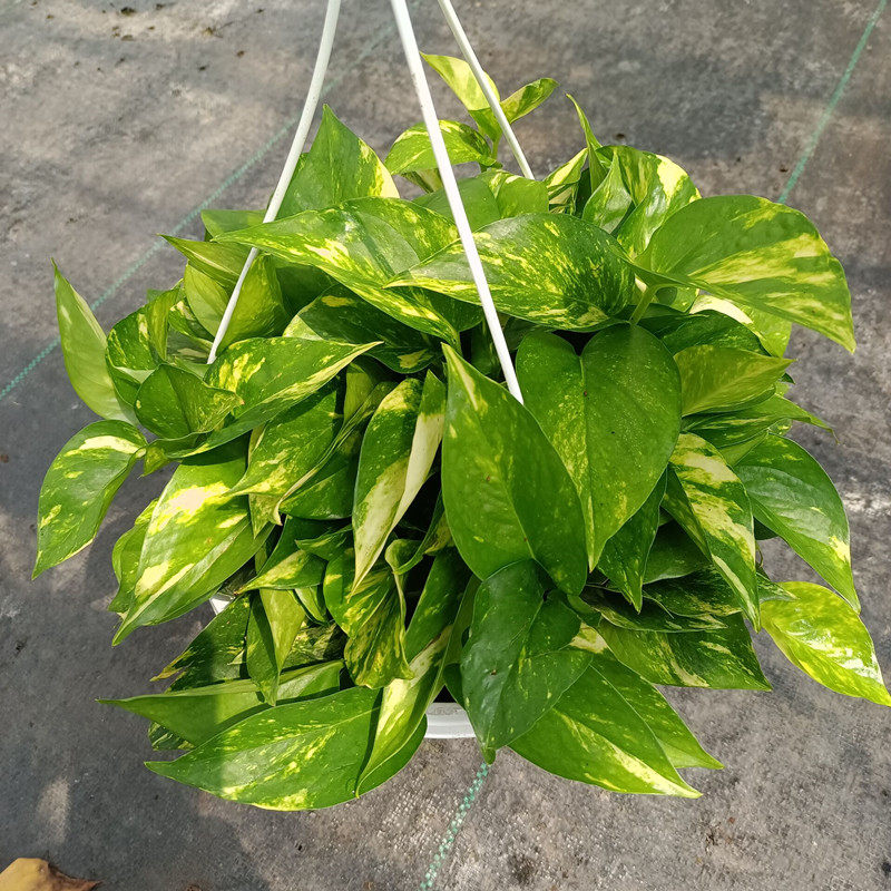 长藤绿萝黄金葛垂吊植物懒人花包邮般新家室内吸甲醛进化空气四季