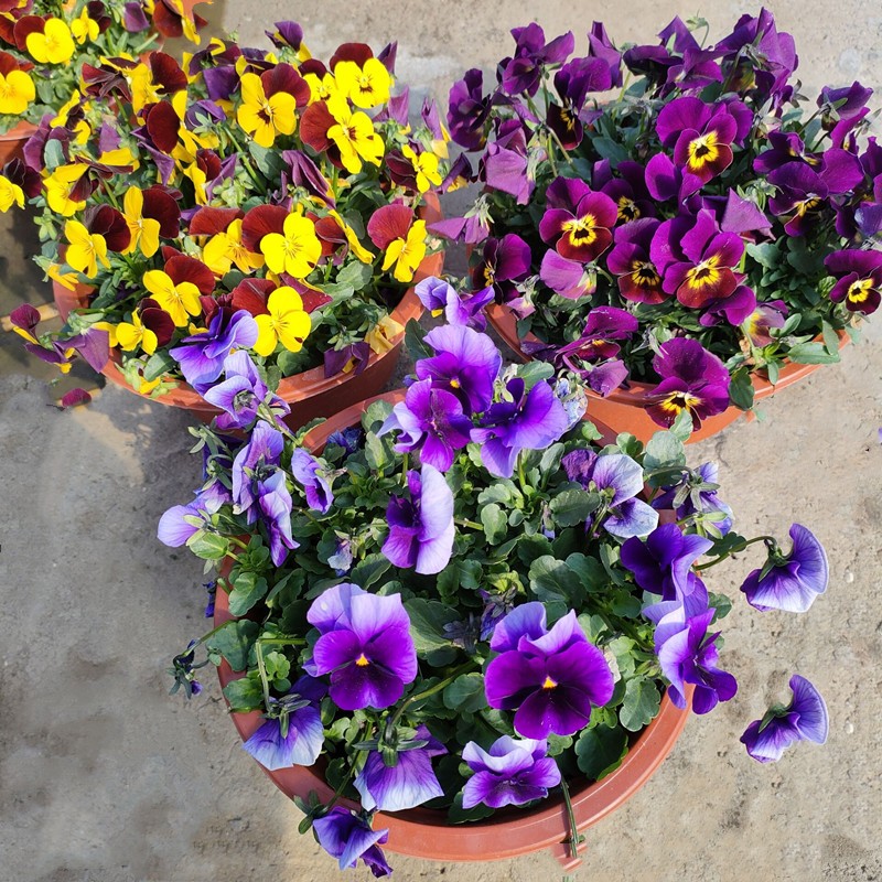 角堇盆栽花苗秋冬季室外