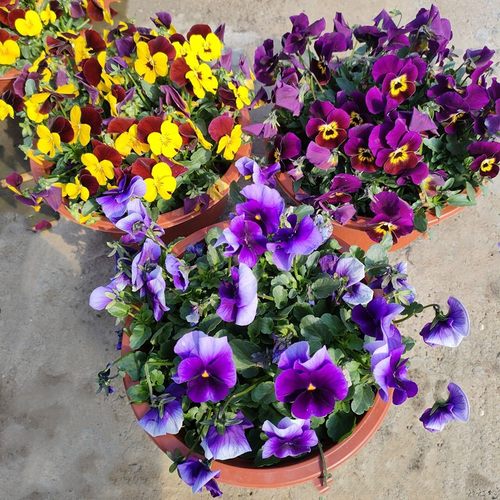 角堇盆栽花苗秋冬季室外