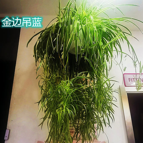 卷叶女郎客厅观叶植物