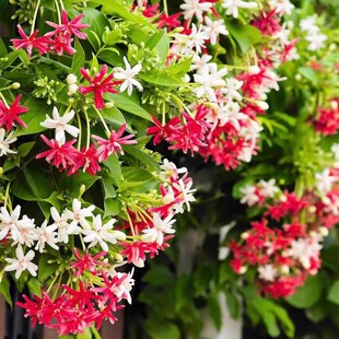 使君子观花植物盆栽水君子四季花卉庭院阳台花园开花原土发货包邮
