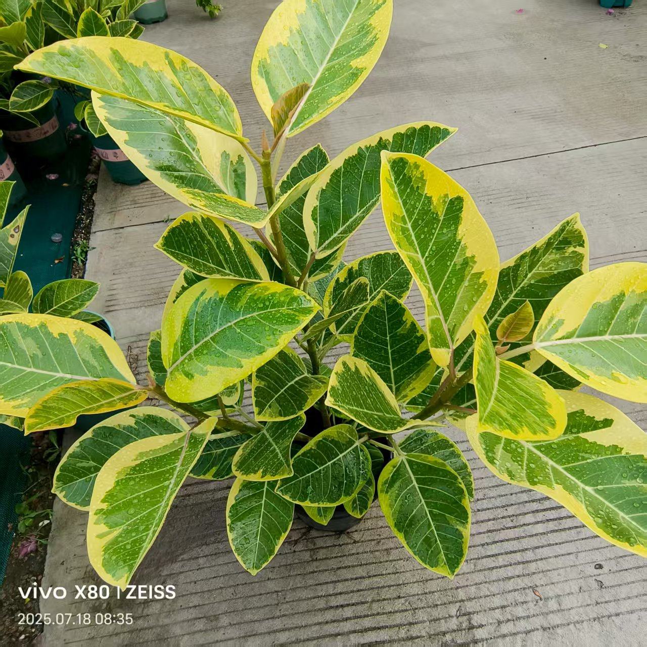 富贵榕黄金榕盆栽苗室内外盆景花卉绿植北欧风情好养四季原土发货