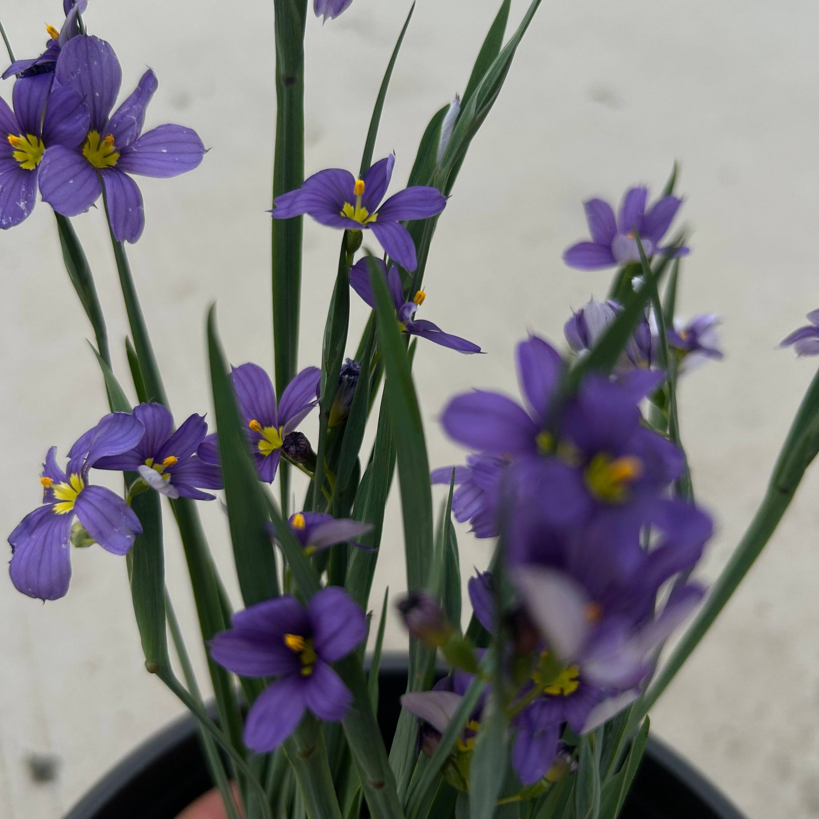 庭菖蒲岩点盆栽花园庭院阳台耐热耐寒多年生宿根花卉植物岩石包邮