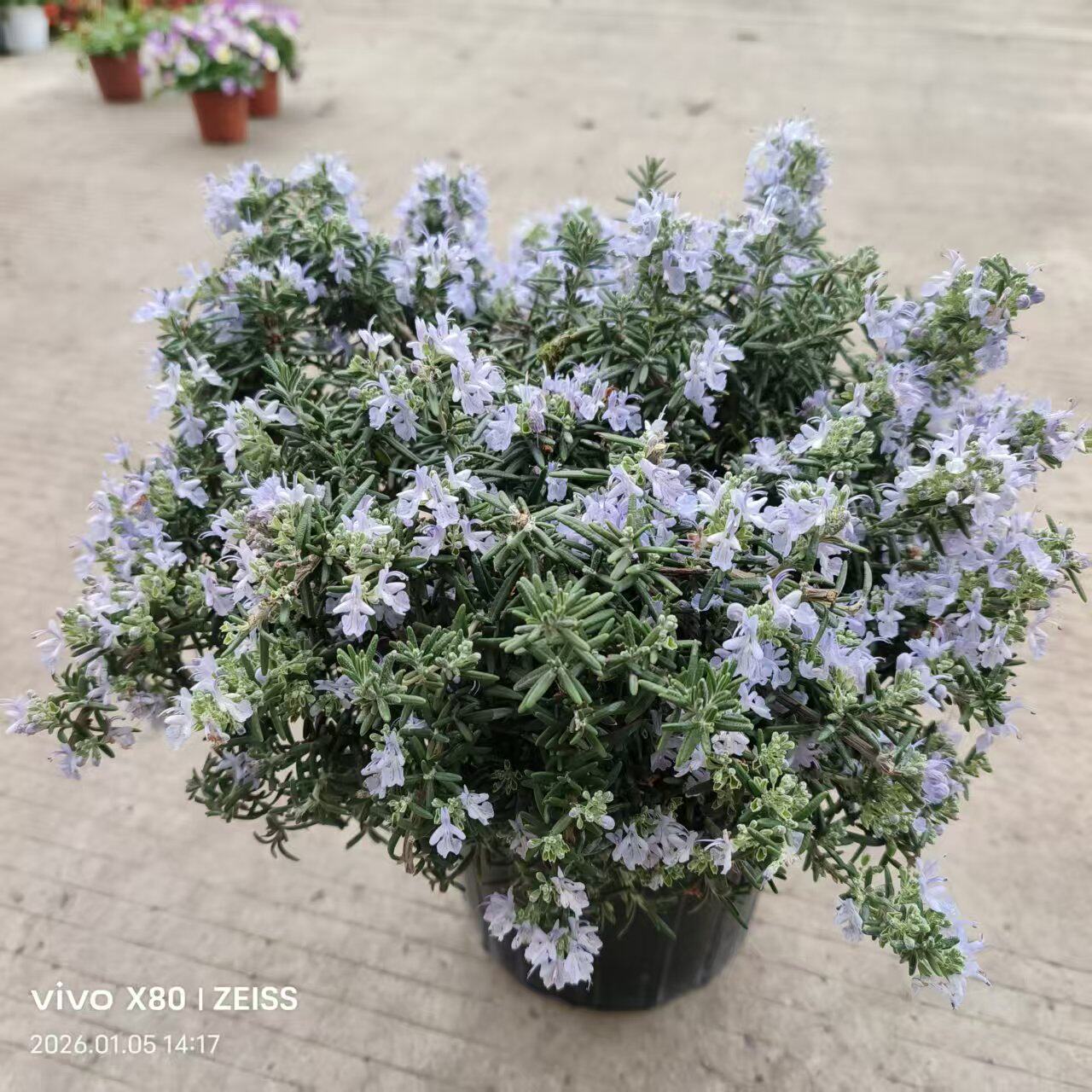 迷迭香盆栽匍匐迷迭香庭院阳台食用香料观叶植物四季花卉春季开花图片