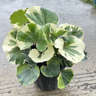 浮云锦萤火虫之光庭院阳台耐阴多年生观叶植物大叶吴风草花叶四季