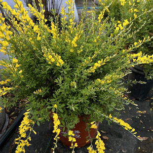 黄金雀盆栽室外阳台庭院花卉露天金雀花木本多年生吸甲醛植物包邮