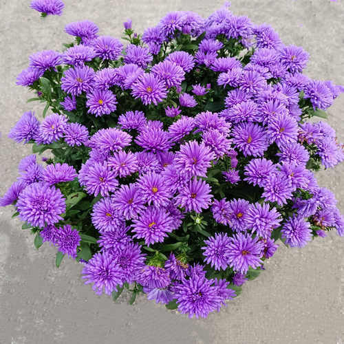 翠菊盆栽室外四季开花茉莉