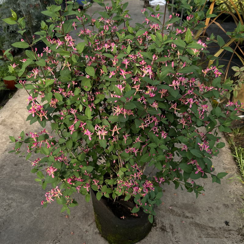 蓝叶忍冬花苗盆栽玫瑰忍冬庭院阳台多年生灌木花期长耐寒耐热包邮