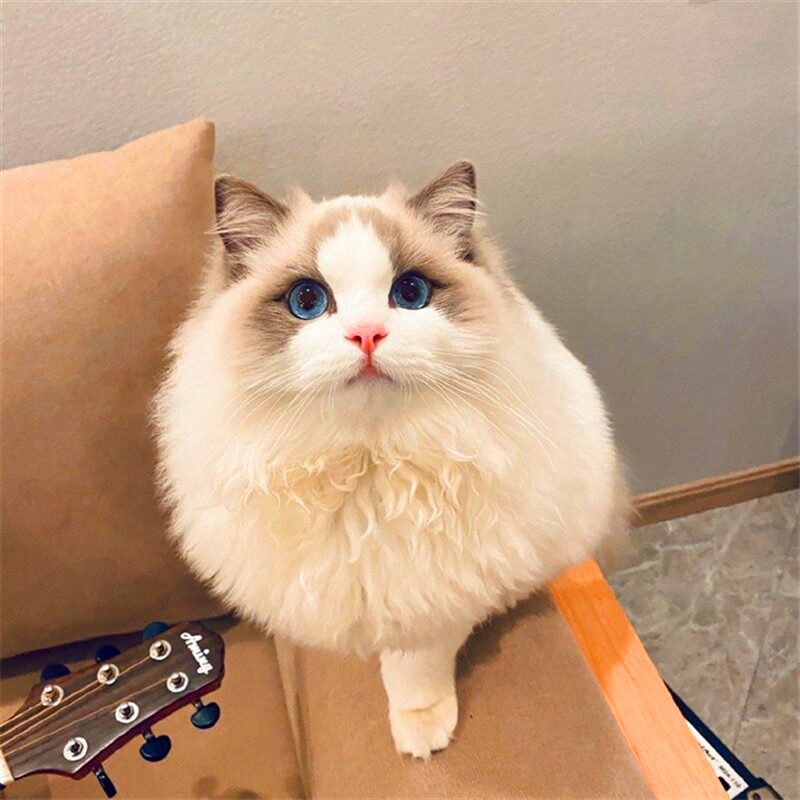 纯种布偶猫幼猫长毛仙女猫双海蓝眼睛活体家养宠物猫CFA血统赛级